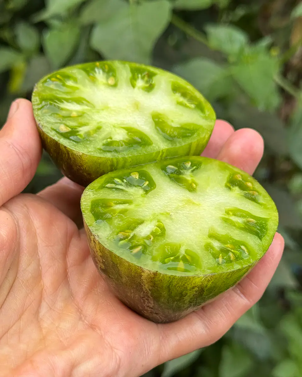 Tomate Rebel Starfighter VT16 1