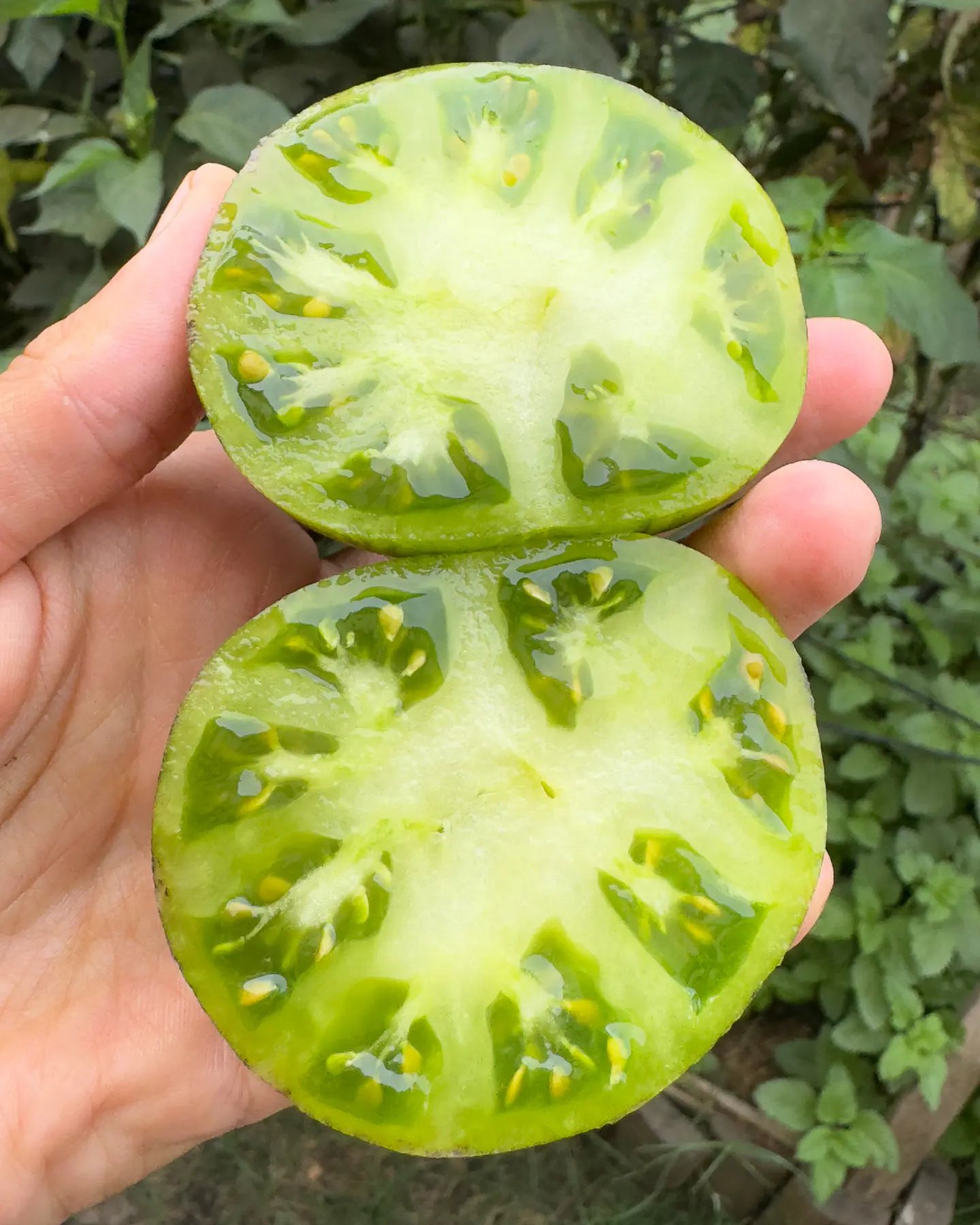Tomate Rebel Starfighter VT16 2
