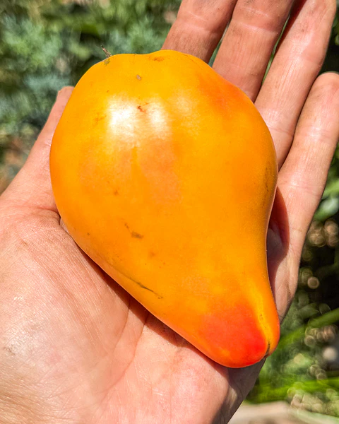 Tomate Midnight Sun