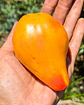 Tomate Midnight Sun - Miniatura 2