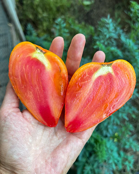 Tomate Midnight Sun