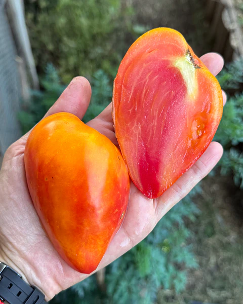 Tomate Midnight Sun