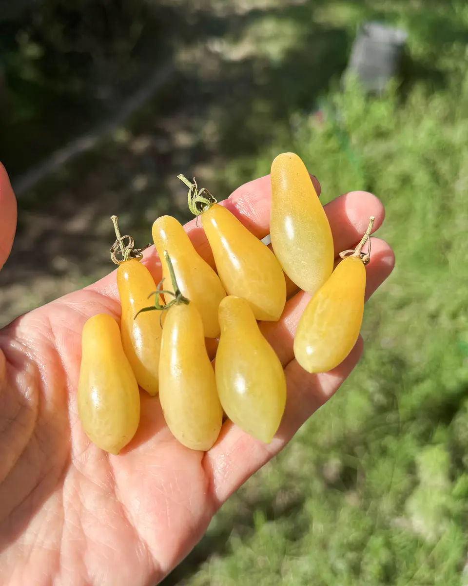 Tomate Cherry Ivory Tears 1