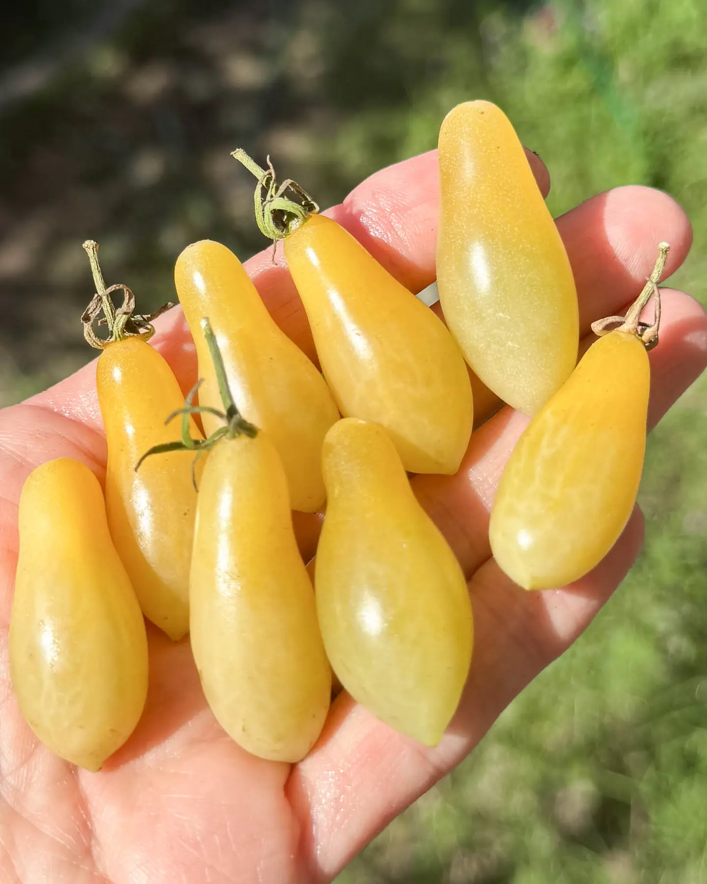 Tomate Cherry Ivory Tears 2