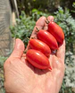 Tomate cherry Pink Tiger - Miniatura 1