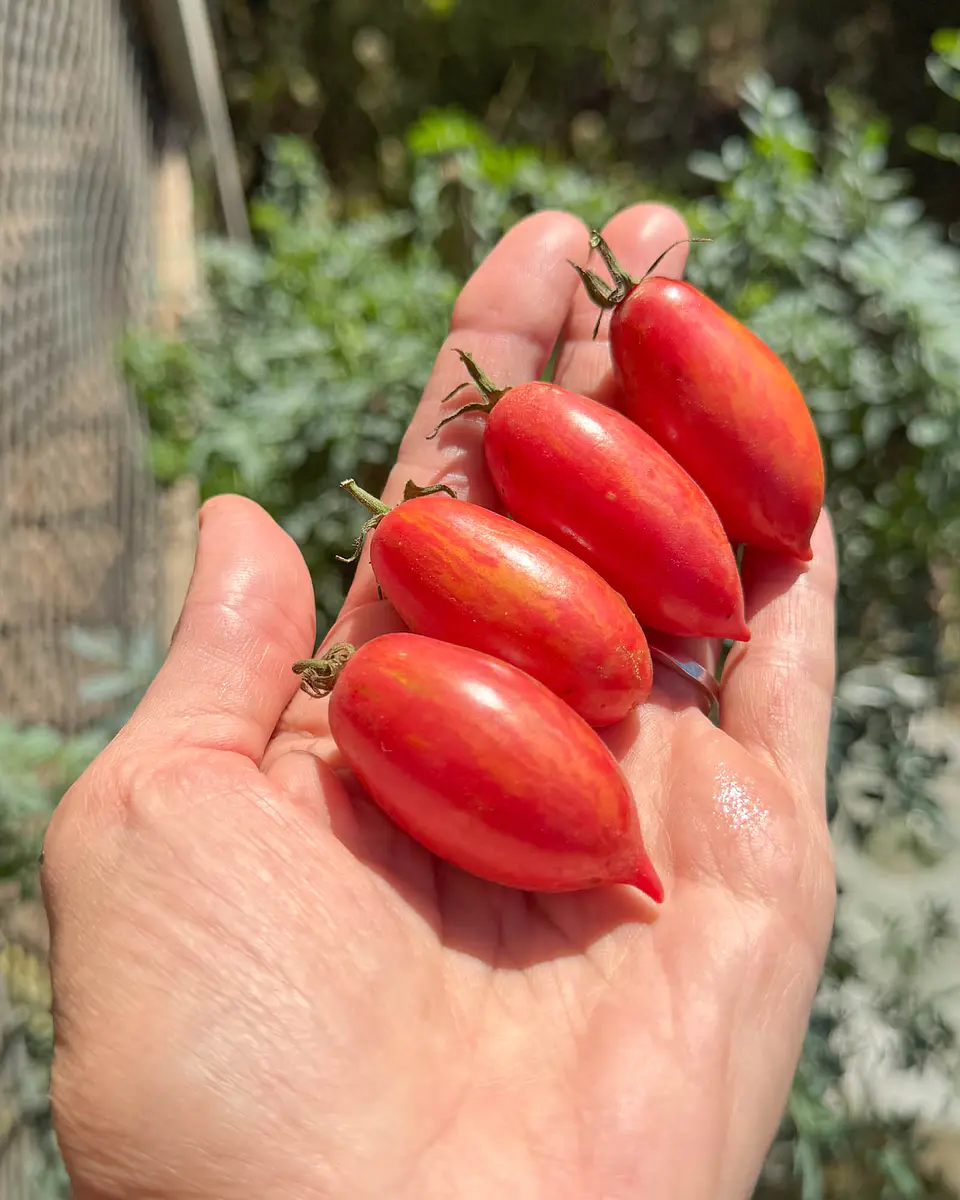 Tomate cherry Pink Tiger 1