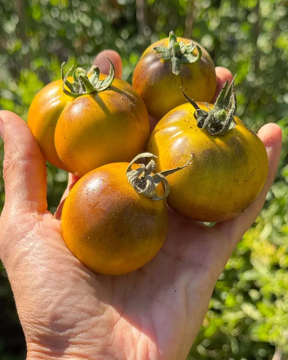 Tomate Muddy Waters 1