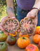 Tomate Tim's Black Ruffles - Miniatura 2