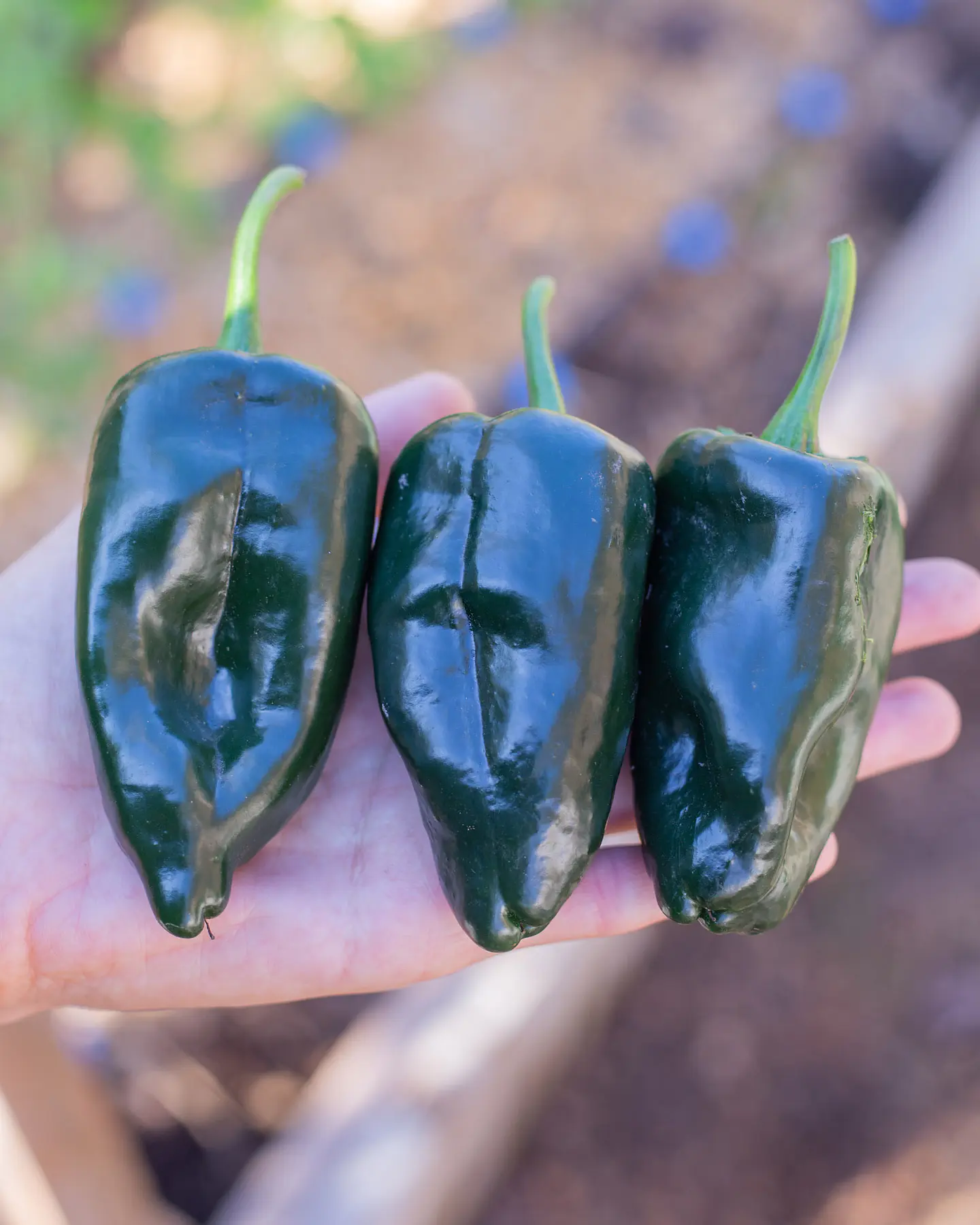 Pimiento Poblano 1