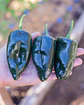 Pimiento Poblano - Miniatura 1