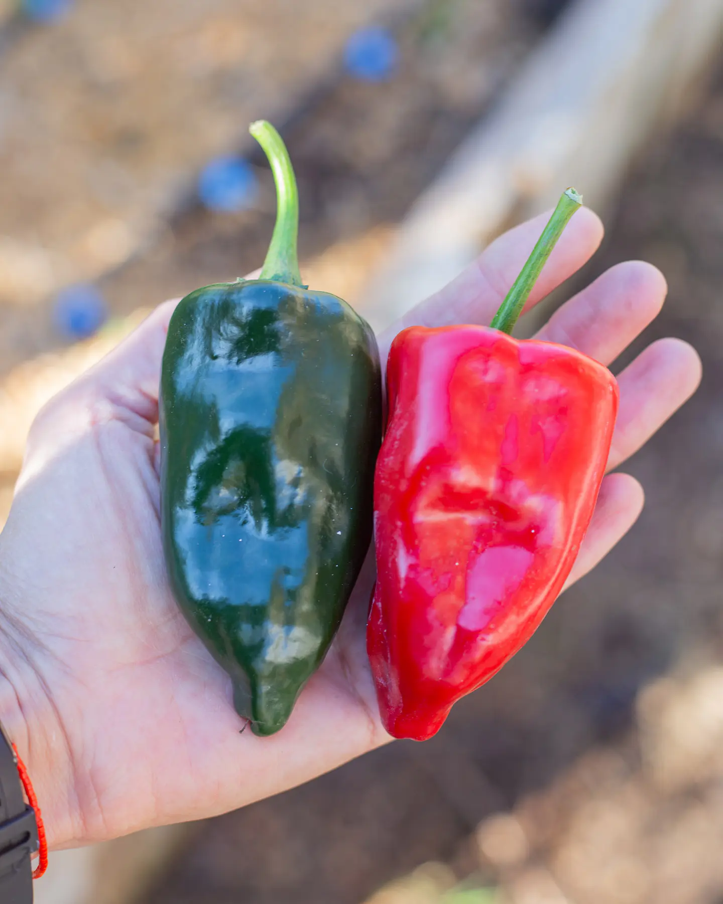 Pimiento Poblano 2