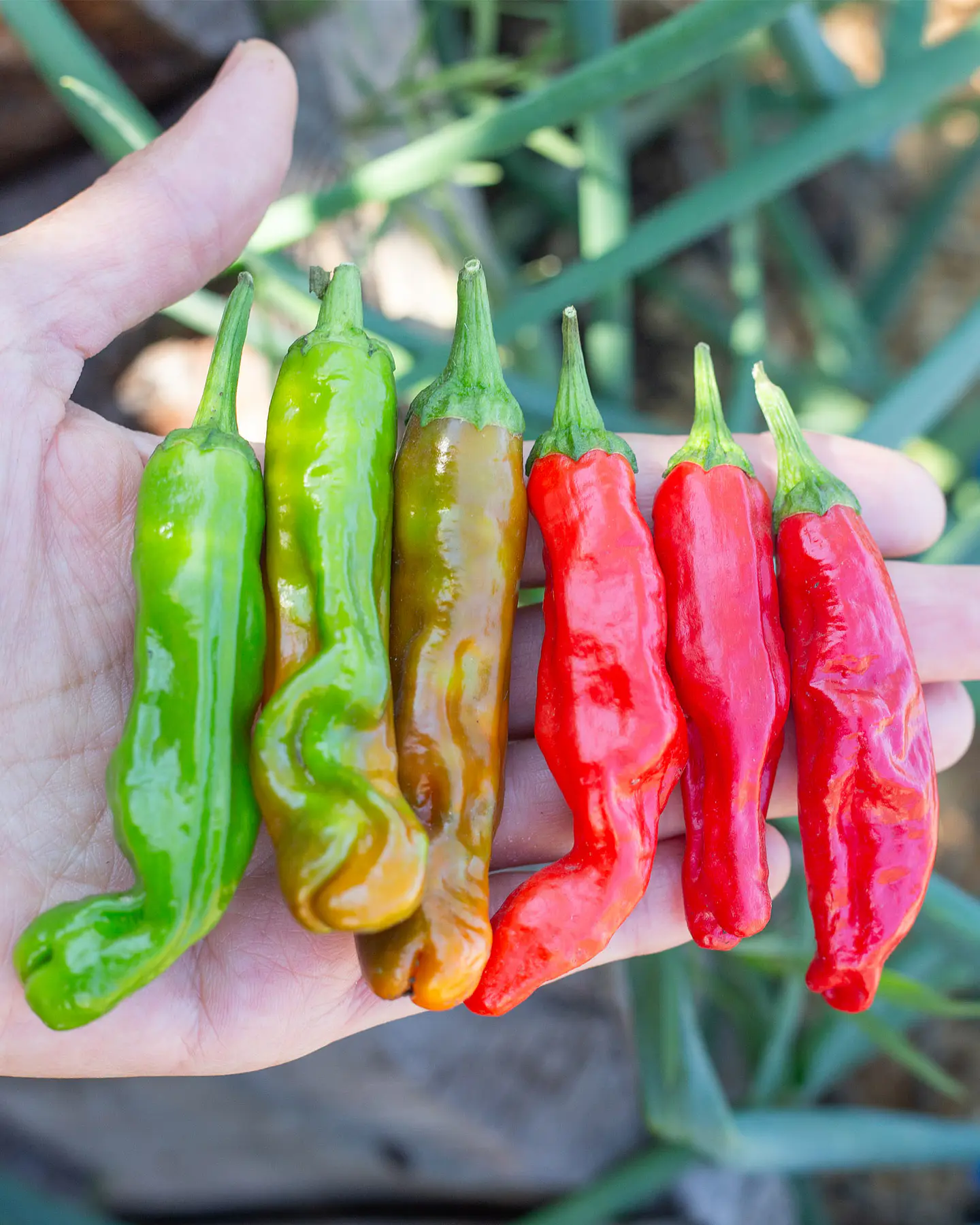 Pimiento Shishito 2