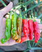 Pimiento Shishito - Miniatura 2