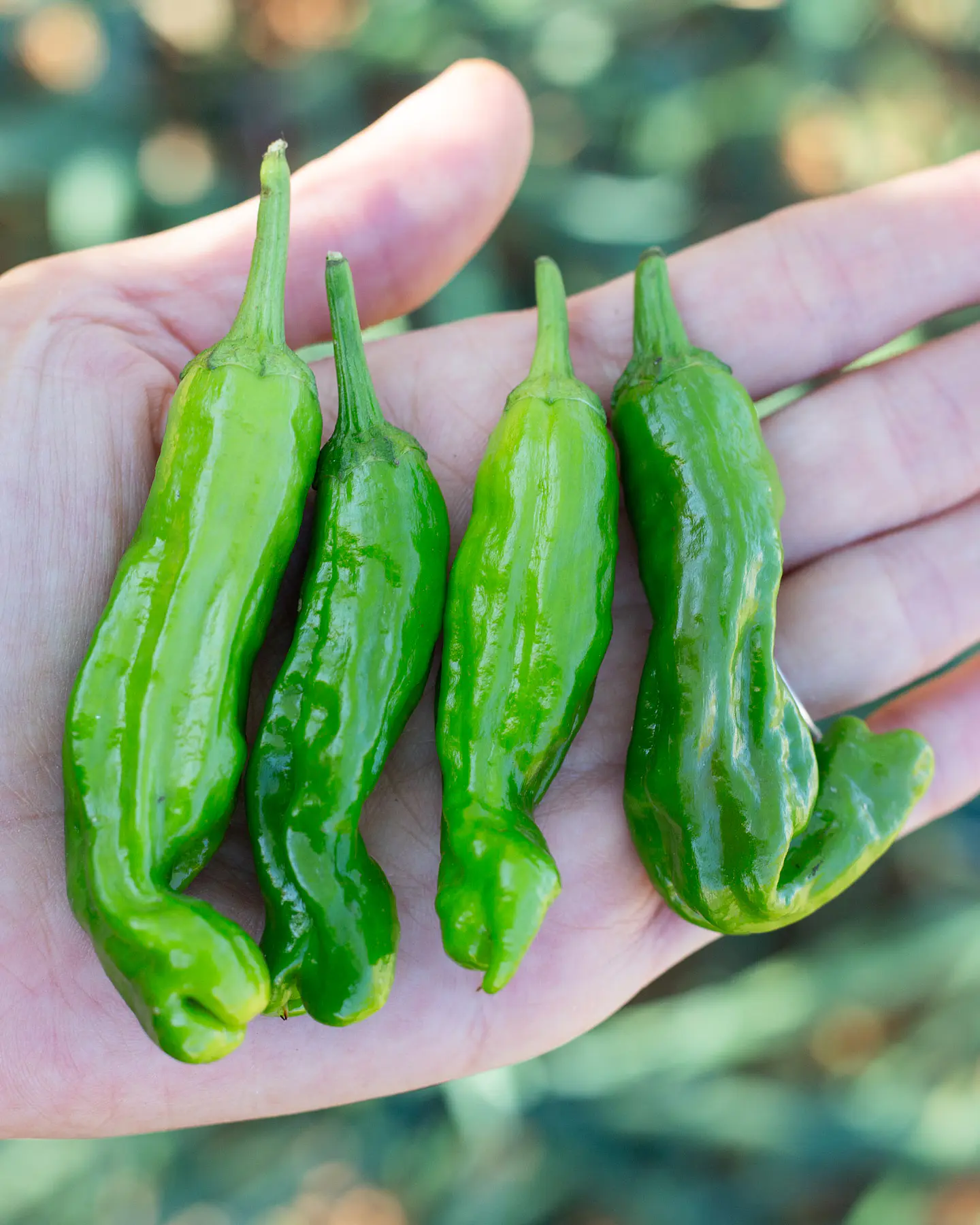 Pimiento Shishito 3
