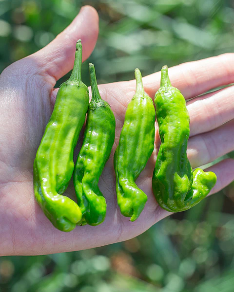 Pimiento Shishito