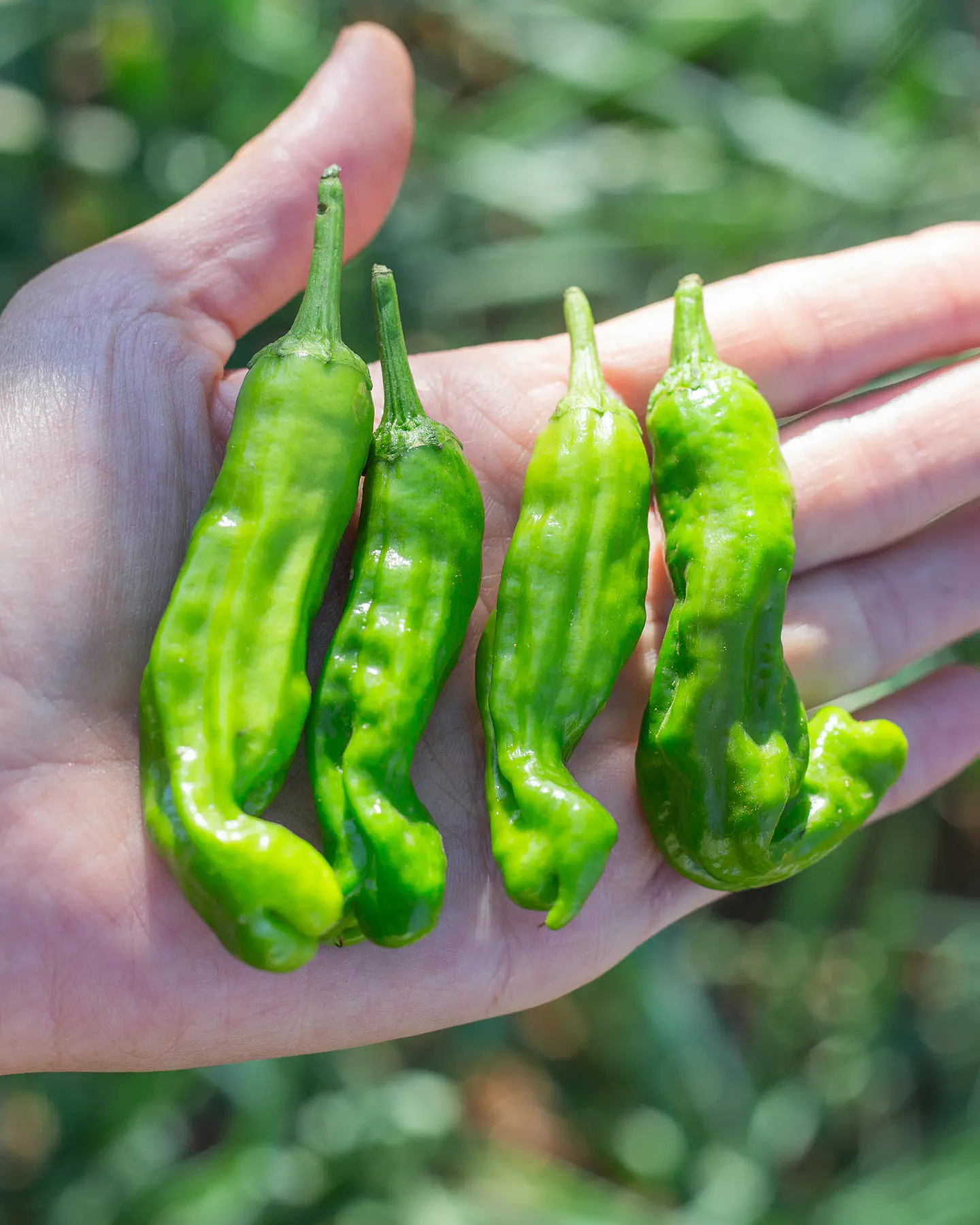 Pimiento Shishito 1