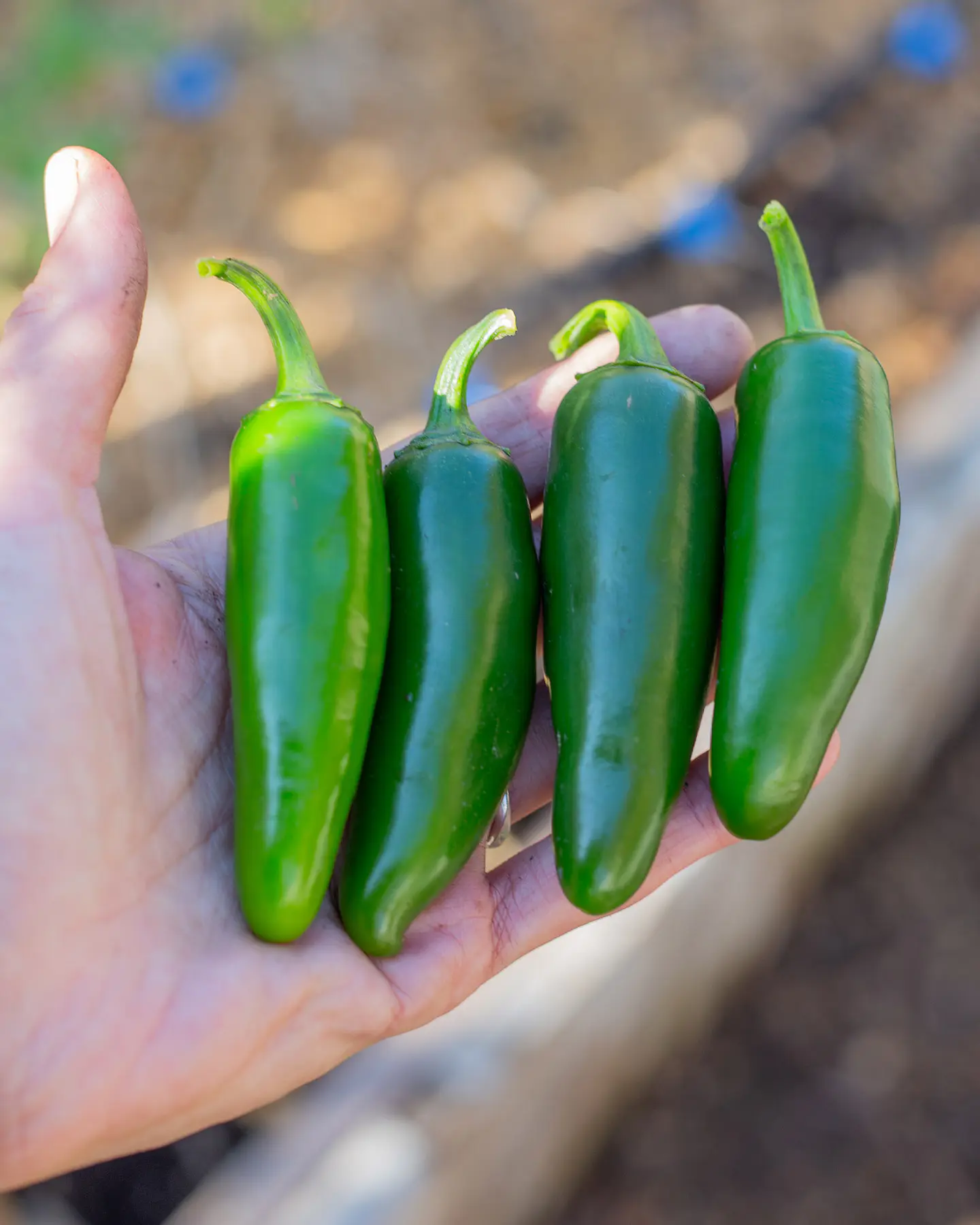 Ají Jalapeño 2
