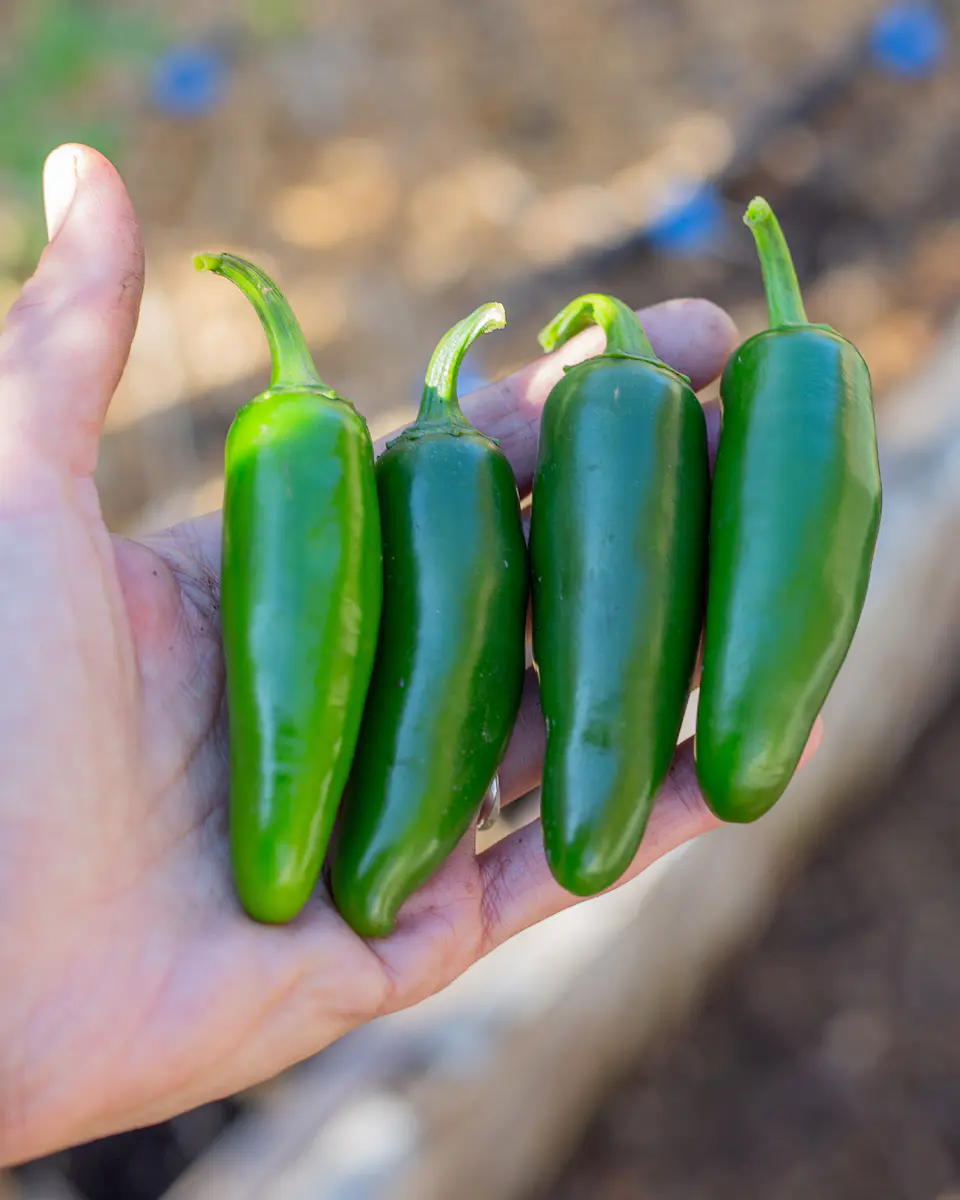 Ají Jalapeño 2