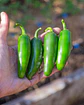 Ají Jalapeño - Miniatura 1