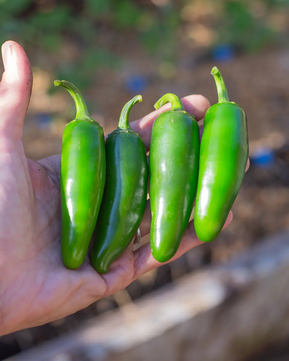Ají Jalapeño 1