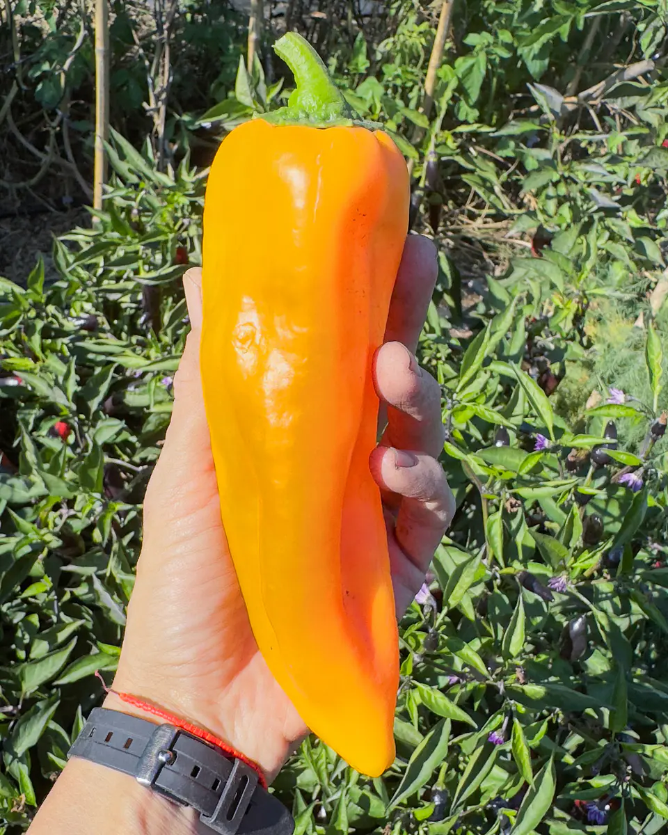Pimiento Amarillo Corno di Toro (Giallo) 4