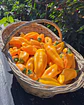 Pimiento Amarillo Corno di Toro (Giallo) - Miniatura 3