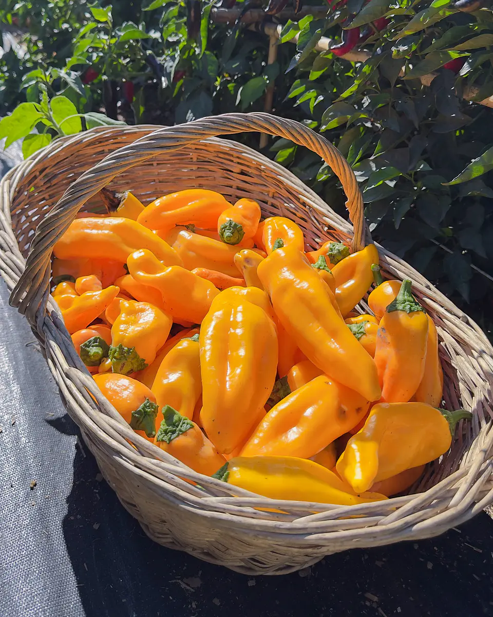 Pimiento Amarillo Corno di Toro (Giallo) 3