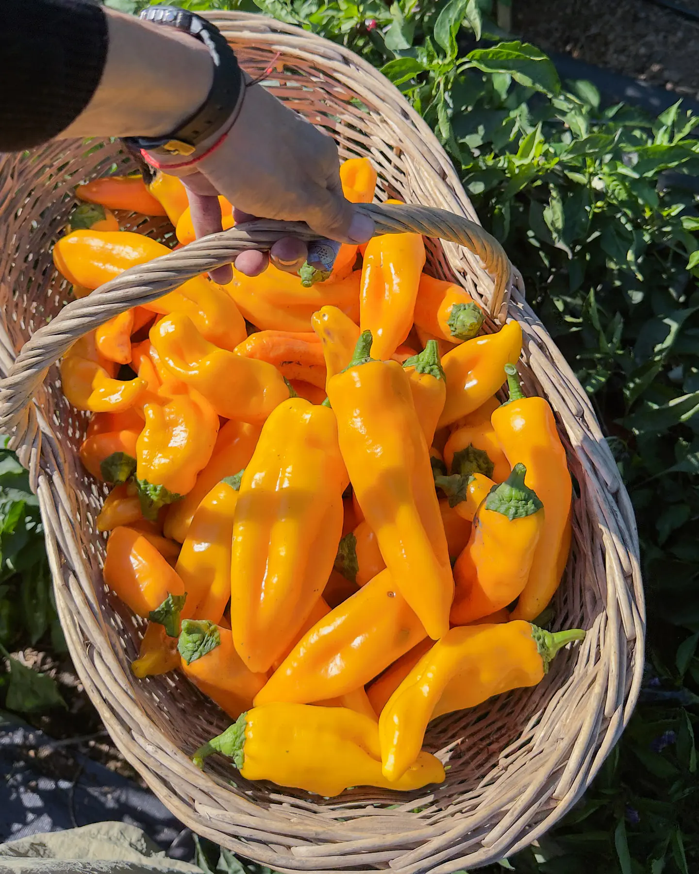 Pimiento Amarillo Corno di Toro (Giallo) 2