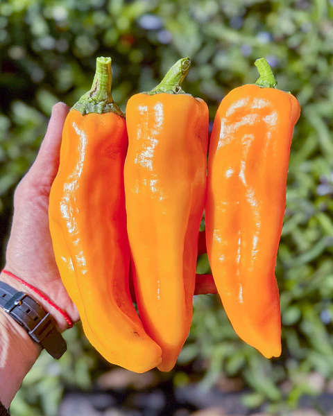 Pimiento Amarillo Corno di Toro (Giallo)