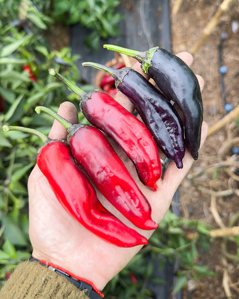 Pimiento Murasaki Purple
