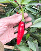 Pimiento Murasaki Purple - Miniatura 4