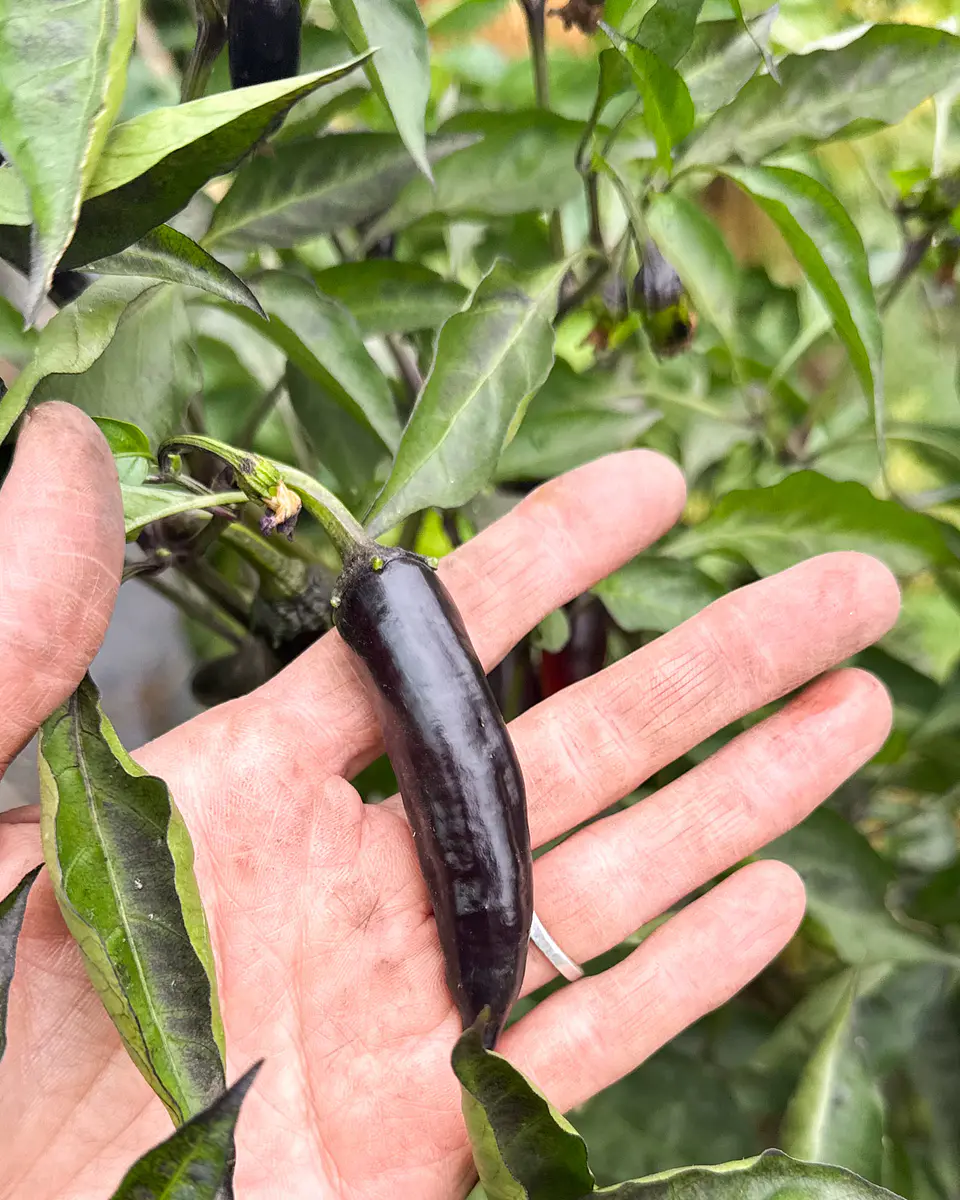 Pimiento Murasaki Purple 3