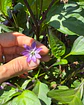 Pimiento Murasaki Purple - Miniatura 2
