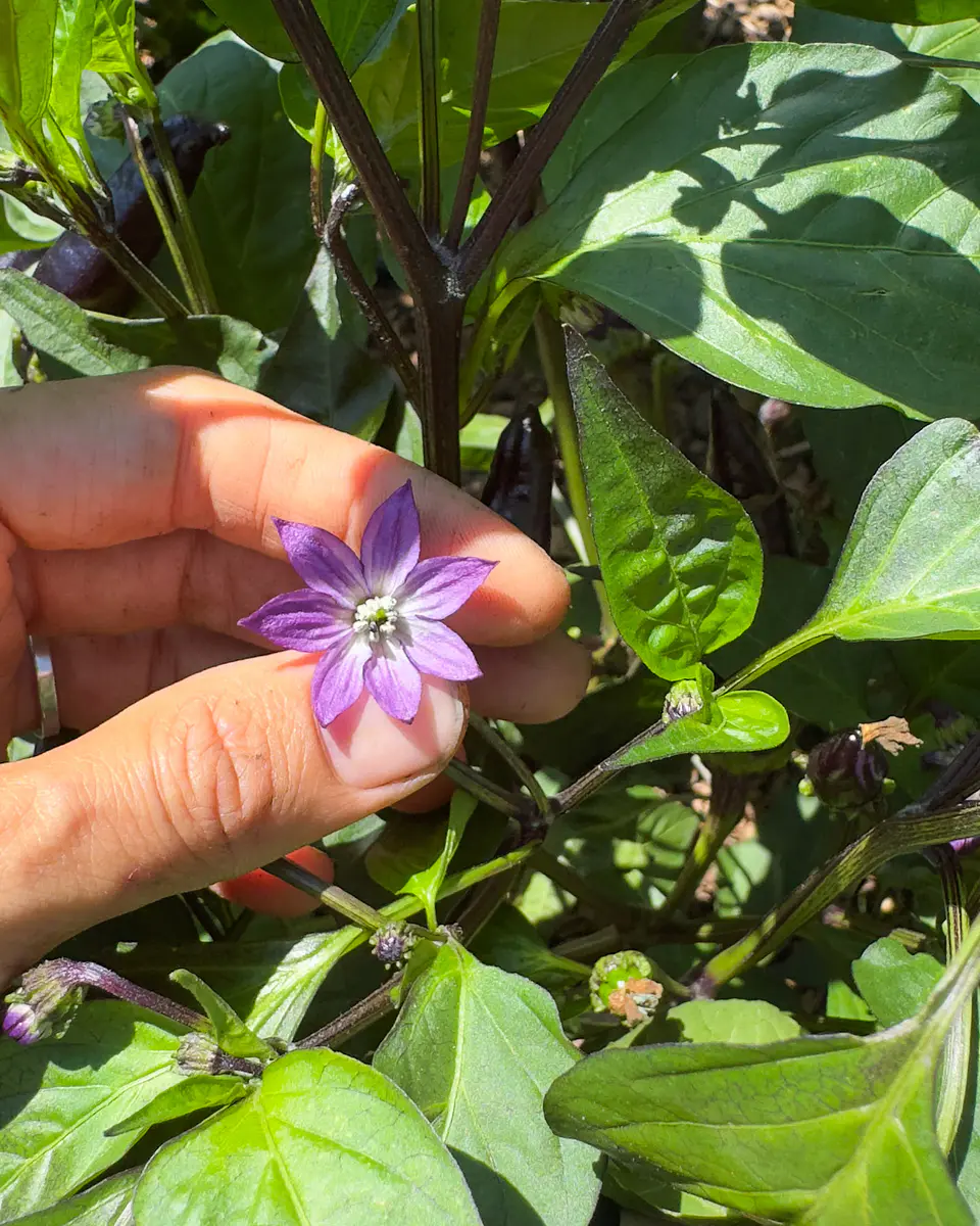 Pimiento Murasaki Purple 2
