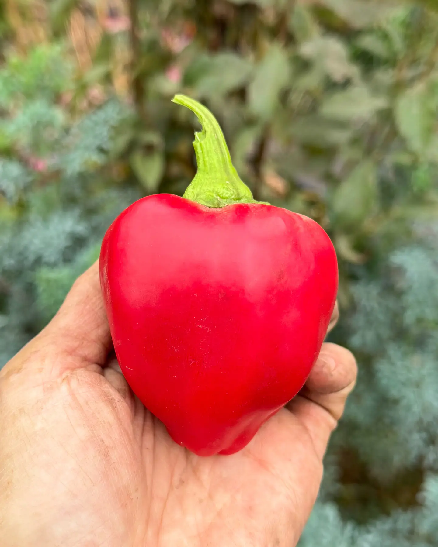 Pimiento Trompo 2