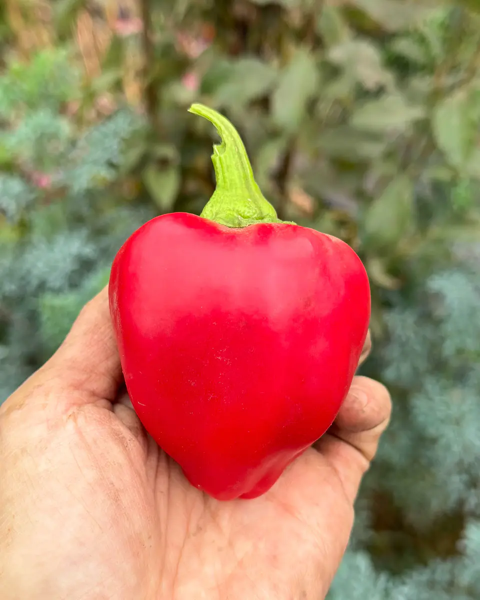 Pimiento Trompo 2