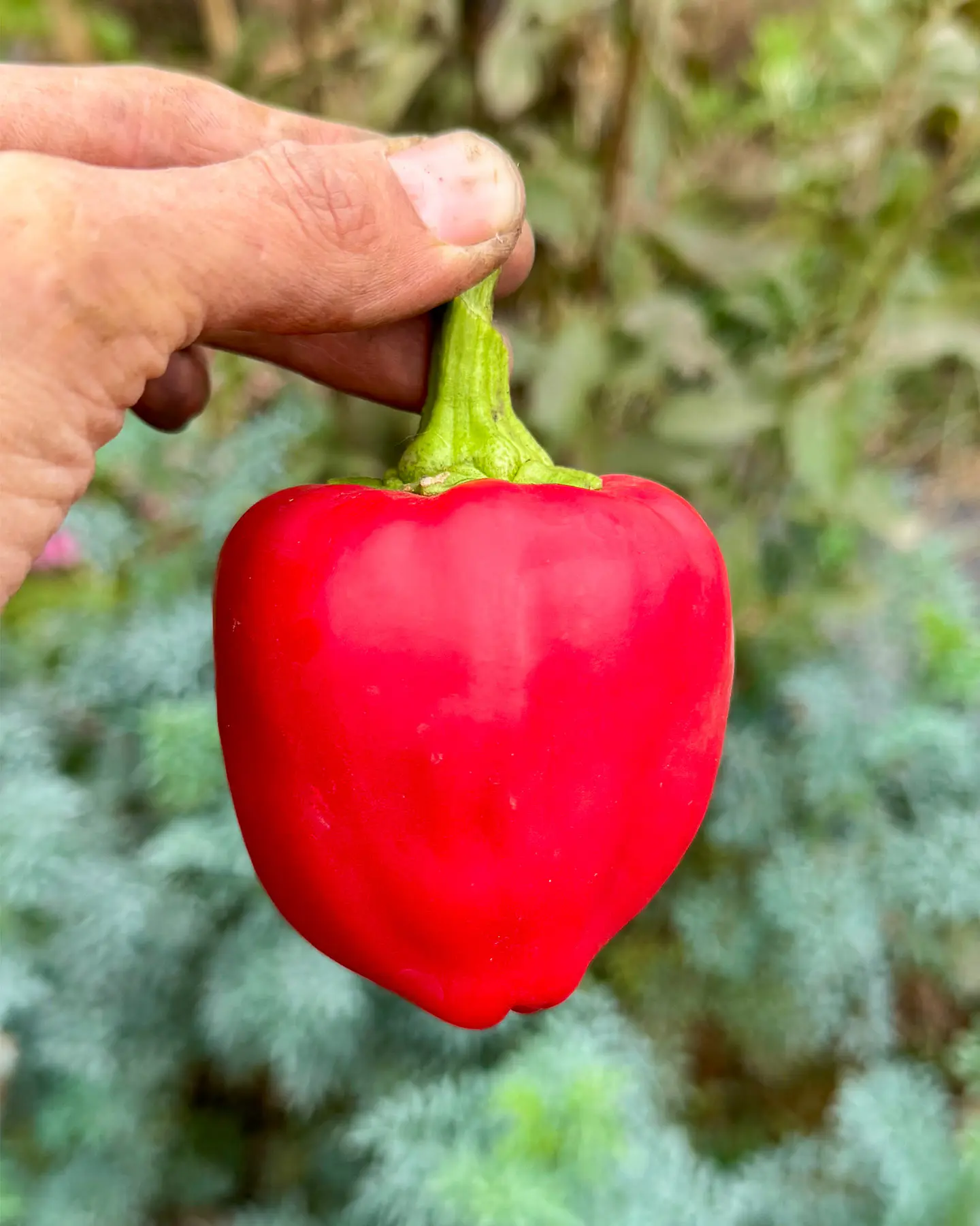 Pimiento Trompo 1