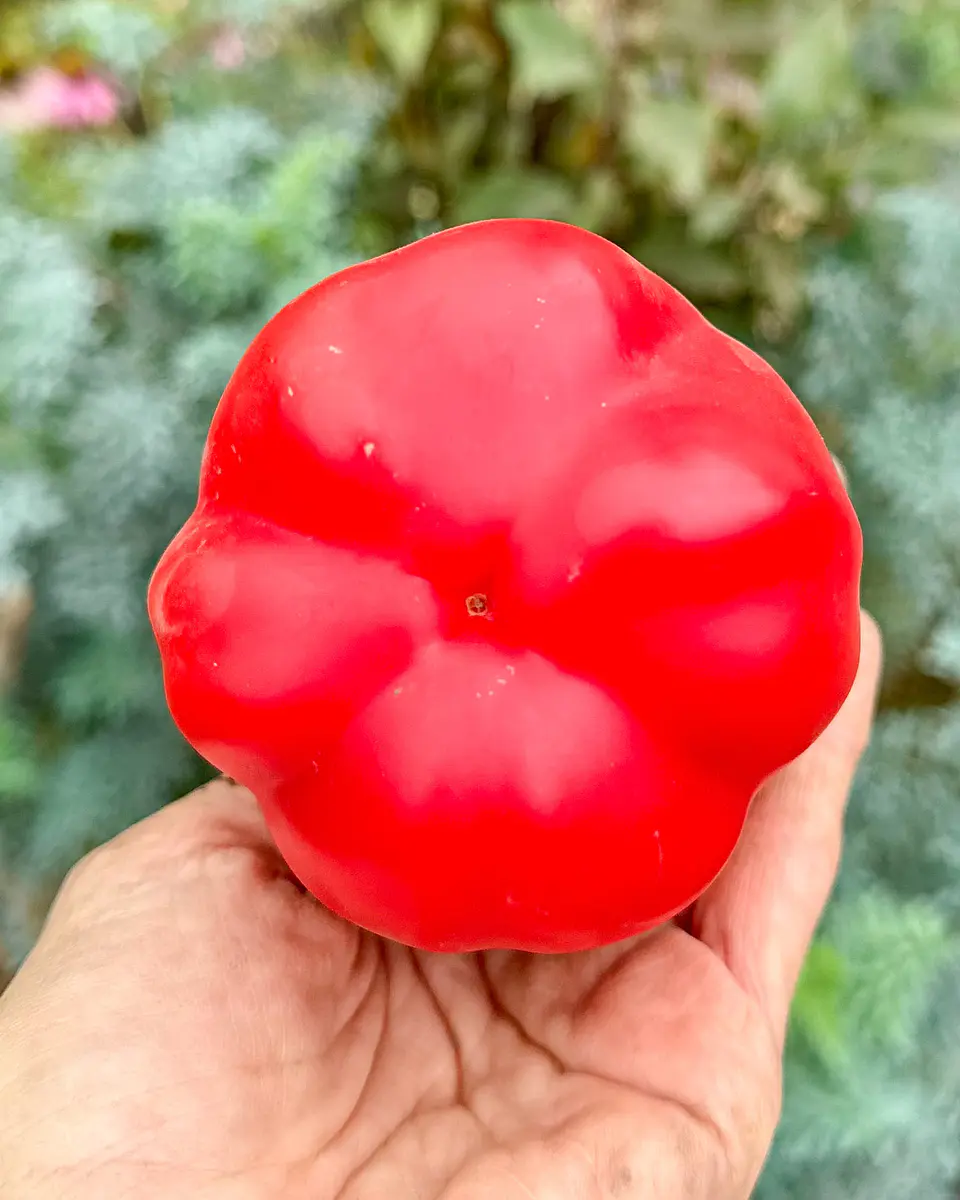 Pimiento Cuatro Cascos 2