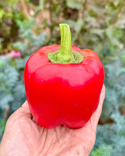 Pimiento Cuatro Cascos