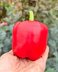 Pimiento Cuatro Cascos - Miniatura 3
