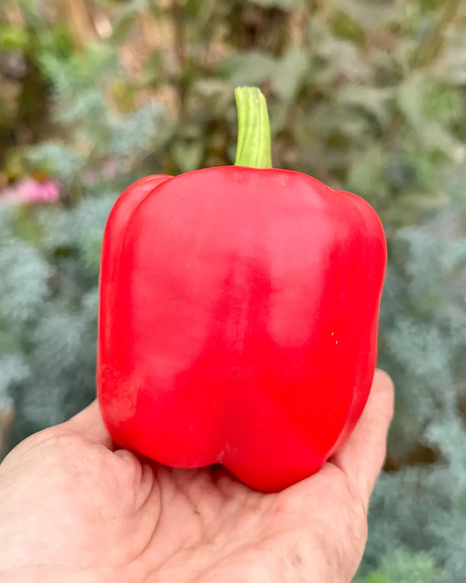 Pimiento Cuatro Cascos 3