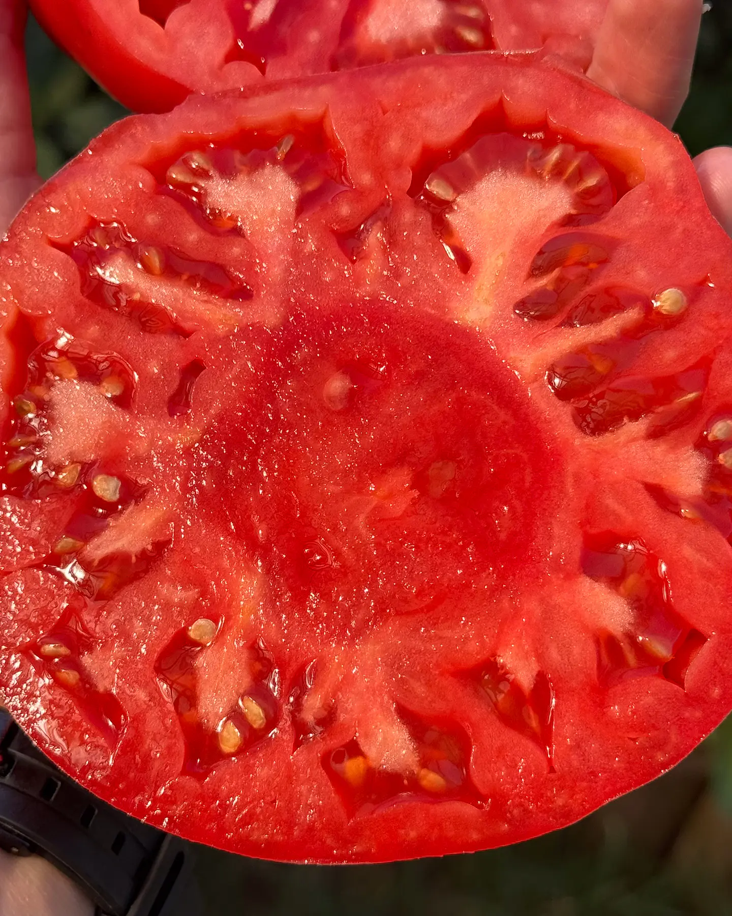 Tomate Angolino 4