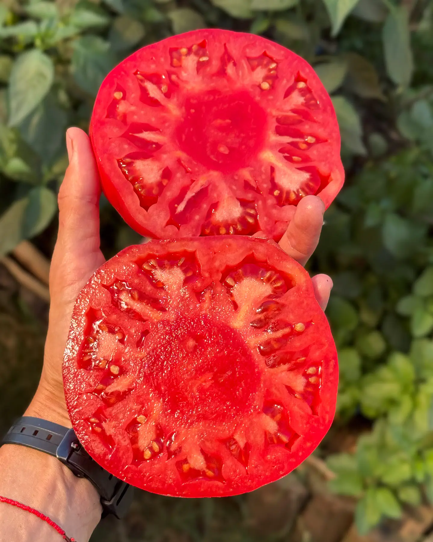 Tomate Angolino 3