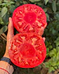 Tomate Angolino - Miniatura 3