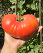 Tomate Angolino - Miniatura 1