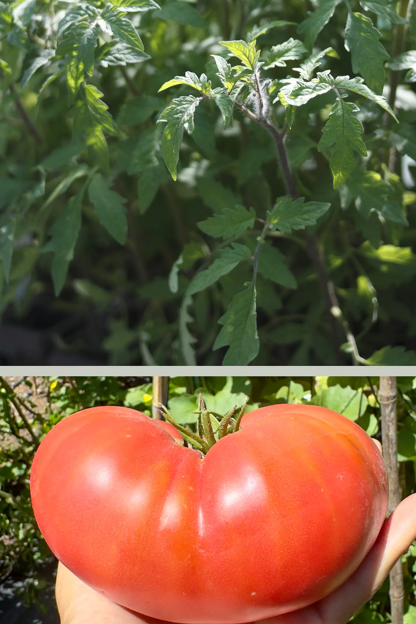 Almácigo de tomate Cherry Blush 1