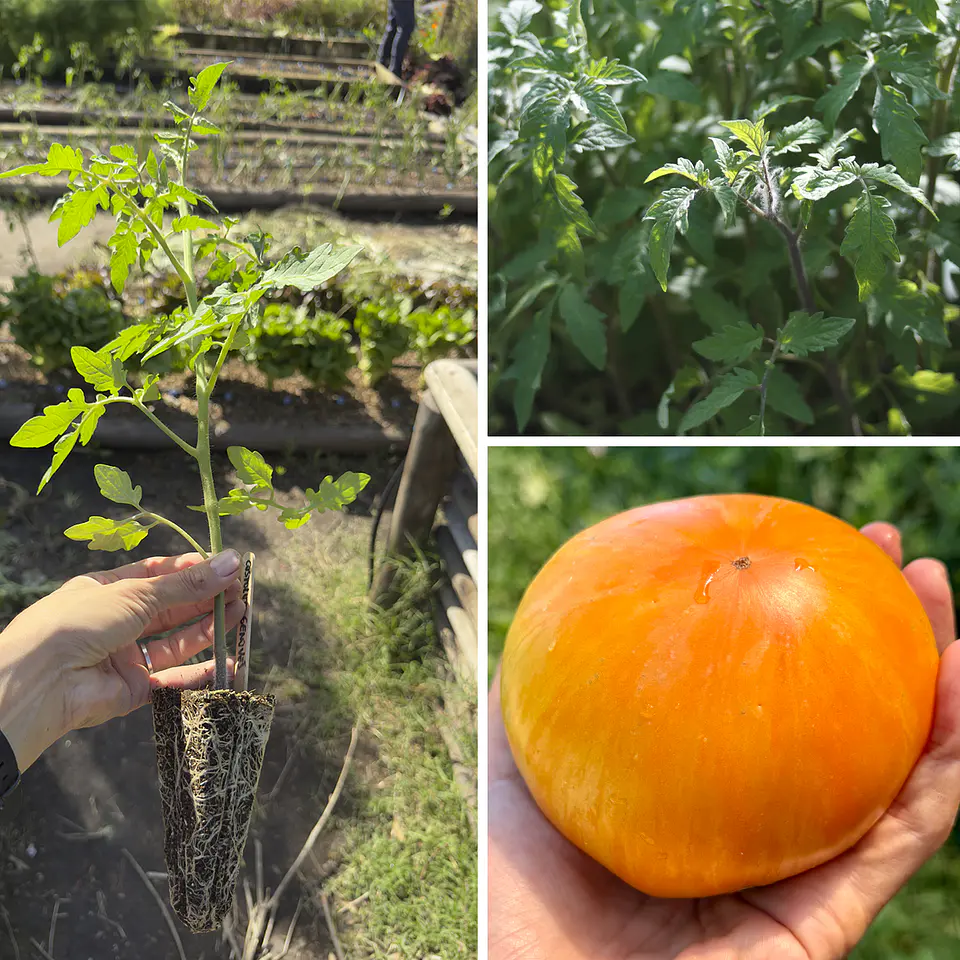 Almácigo de tomate Orange Jazz 1