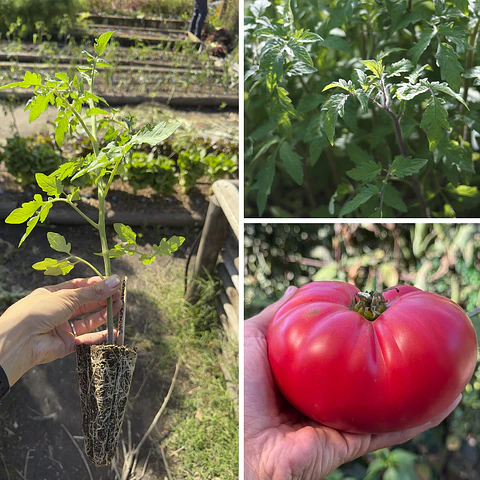 Almácigo de tomate Rosado Antiguo