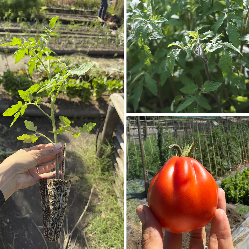 Almácigo de tomate Corazón de buey 1