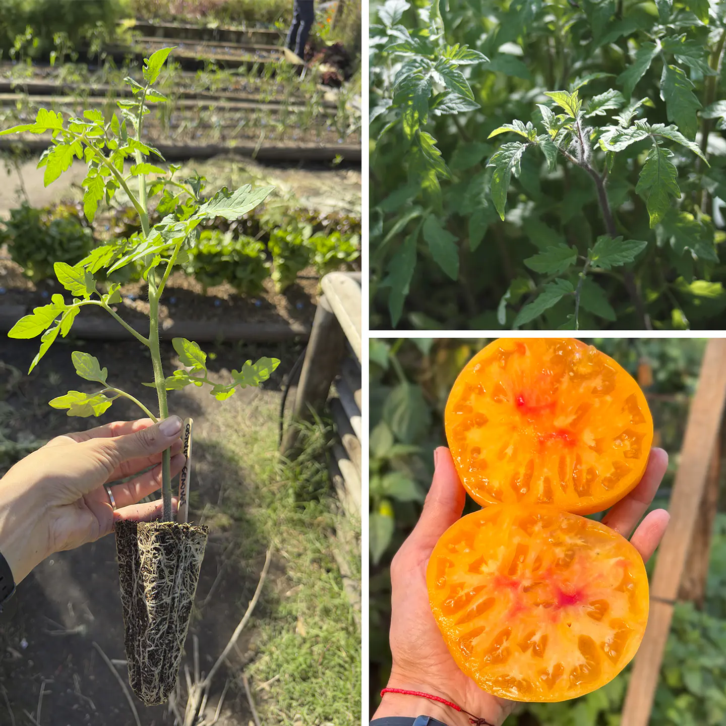 Almácigo de tomate Gold Medal 1